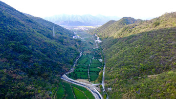 红桃茶园