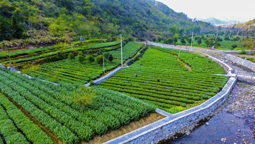 红桃茶园