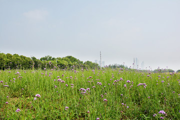 浪漫花田