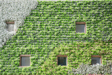 植物绿化墙