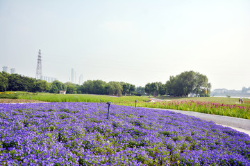 花海