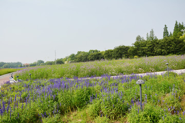 紫色花田