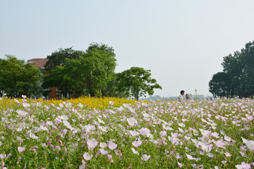 月见草花田