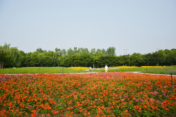 浪漫花田