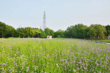 马鞭草花海