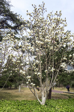 玉兰花 白玉兰