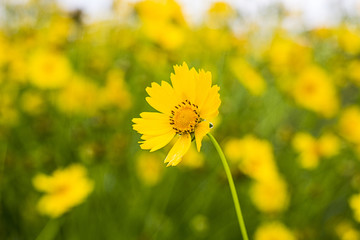 黄色波斯菊