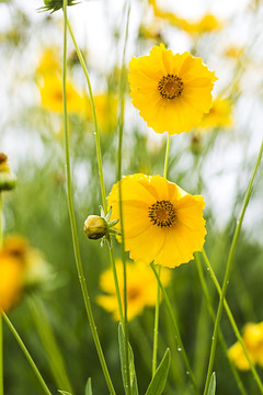 黄色野菊花