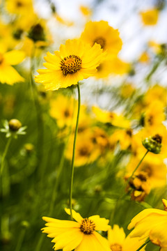 黄色野菊花