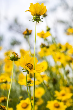 黄色小菊花