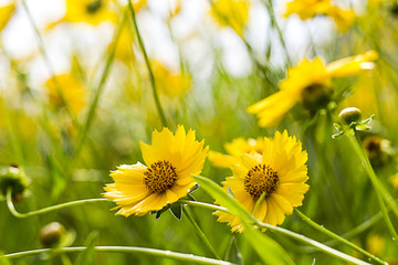 黄色野菊花