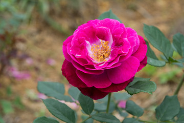 花868