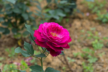 花4869