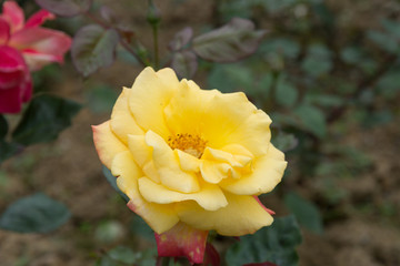 花4872