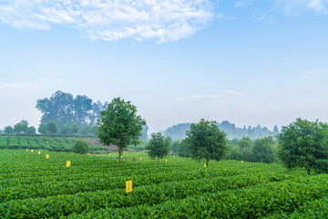 茶海茶业基地