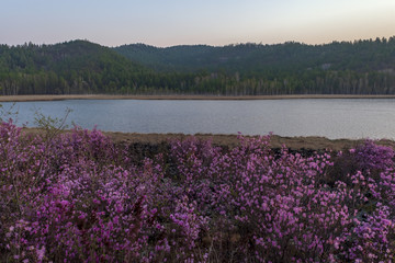 达尔滨湖杜鹃花