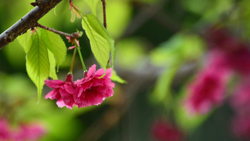 樱花