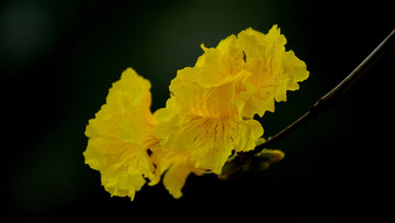 黄花风铃木