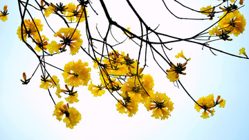 黄花风铃木