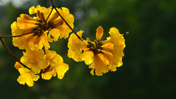 黄花风铃木