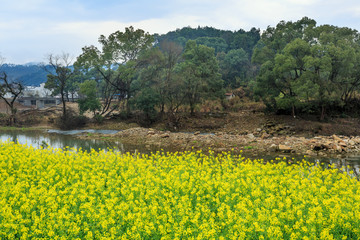 婺源油菜花开