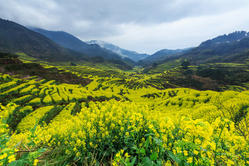 篁岭油菜花田