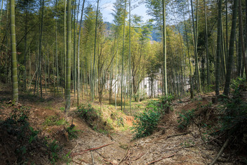 竹林风景