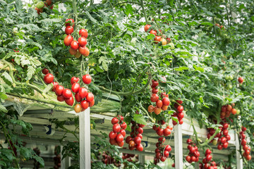 西红柿立体栽培