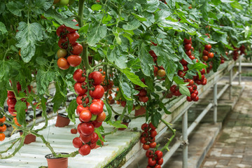 西红柿无土栽培
