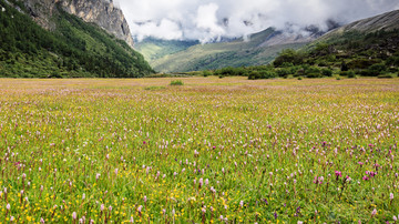 高山草甸风光