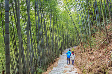 竹林美景