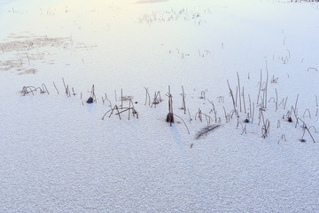 暮色中的冰雪湿地