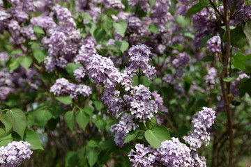 丁香花 丁香花叶 丁香