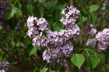 丁香花 丁香花叶 丁香