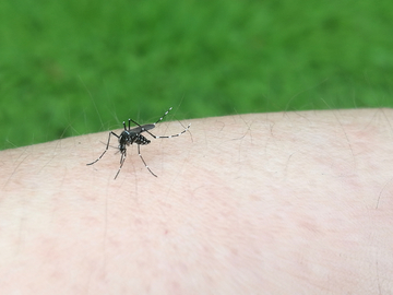 黑蚊子 吸血的蚊子