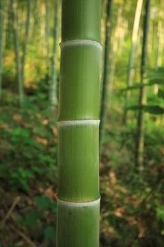 竹子 绿竹