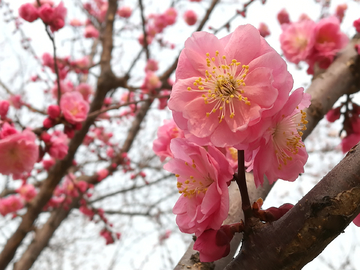 桃花盛开