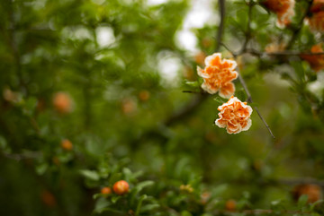 石榴花