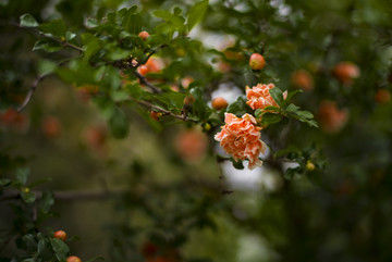 石榴花