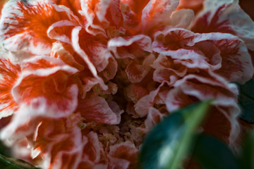 石榴花