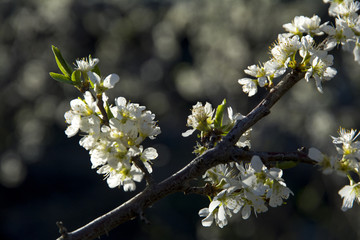 李子树开花