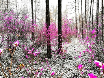 傲雪杜鹃