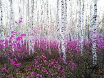 杜鹃花