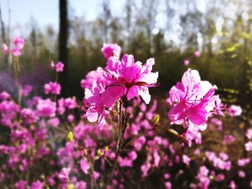 杜鹃花