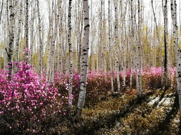 杜鹃花