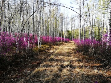 杜鹃花