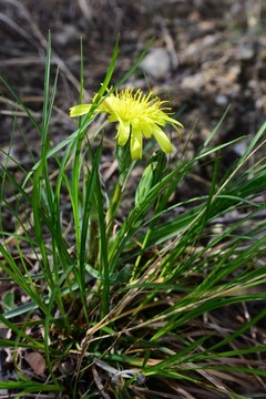 山花