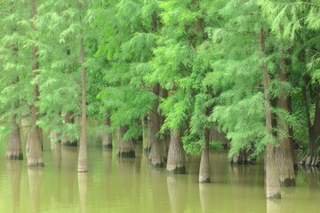 水杉林