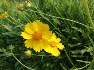 金鸡菊