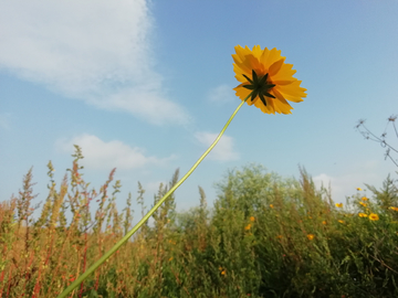 逆光的花